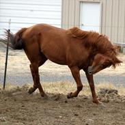 Fuldblod (XX) Chevaux