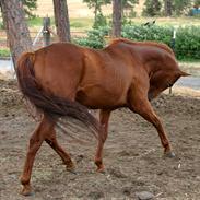 Fuldblod (XX) Chevaux