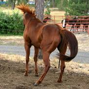 Fuldblod (XX) Chevaux