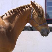 New Forest Nobel Skønager