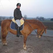 New Forest Nobel Skønager