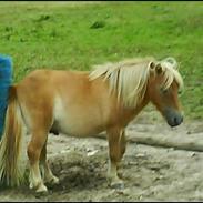 Shetlænder Ludvig. <3 Sov Sødt Min Guldklump <3