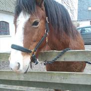 Anden særlig race Kashmir