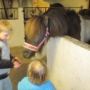 Islænder Hrina Fra Vedersø