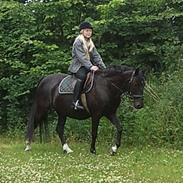 New Forest Stougård Sandra