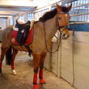 New Forest Baroc "min datters"