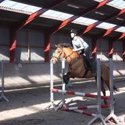 New Forest Baroc "min datters"