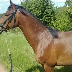 Anden særlig race Ocean