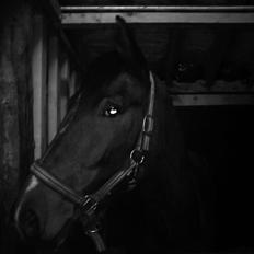 Anden særlig race Ocean