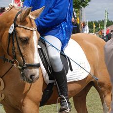 Tysk Sportspony Honeymoon