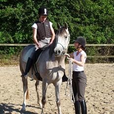 Arabisk fuldblod (OX) Aki-Bells Akira