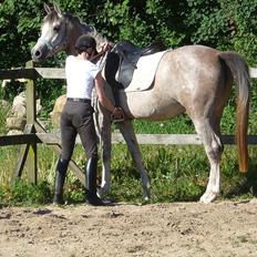 Arabisk fuldblod (OX) Aki-Bells Akira