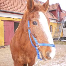 Anden særlig race Florina