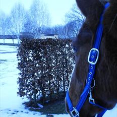 Anden særlig race Florina