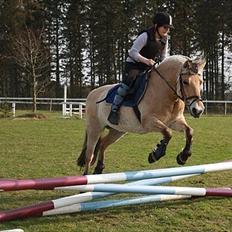 Fjordhest GRRK's Josefine [Tidl. Part]:'(<3