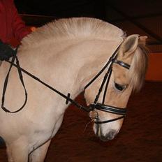 Fjordhest STINE BØGEVANG