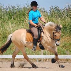 Fjordhest STINE BØGEVANG