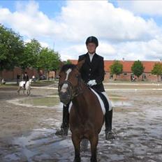 Dansk Varmblod Nordahl's Mille