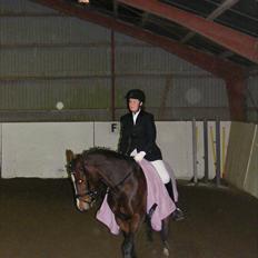 Dansk Varmblod Nordahl's Mille