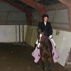 Dansk Varmblod Nordahl's Mille