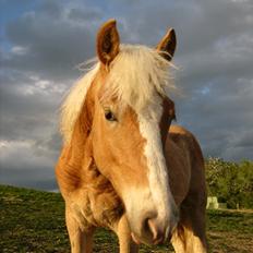 Haflinger Anton Stenbek