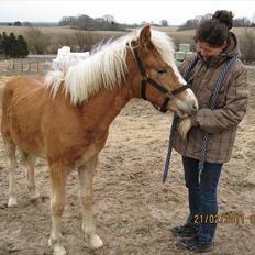 Haflinger Anton Stenbek