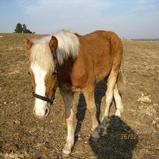 Haflinger Anton Stenbek