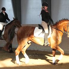 Dansk Varmblod Don Lou (Nando)