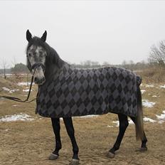 Dansk Varmblod Rolfgaarden's Cason