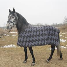 Dansk Varmblod Rolfgaarden's Cason