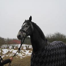 Dansk Varmblod Rolfgaarden's Cason