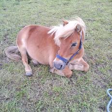Shetlænder Ludvig. <3 Sov Sødt Min Guldklump <3