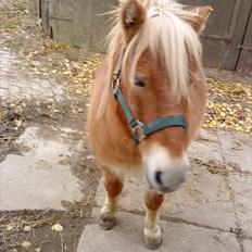 Shetlænder Ludvig. <3 Sov Sødt Min Guldklump <3