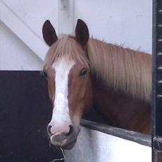 Anden særlig race King