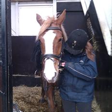 Anden særlig race King