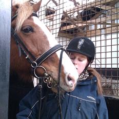 Anden særlig race King