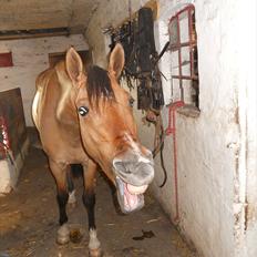 Anden særlig race Bella Bacardi