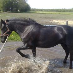 Pinto Dark Prinsess Andjelina