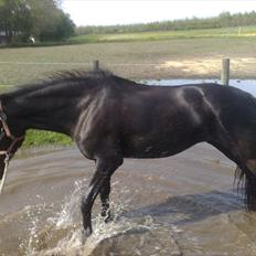 Pinto Dark Prinsess Andjelina