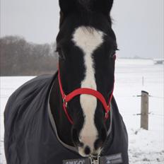 Oldenborg FELIX AF NÆSBY STRAND