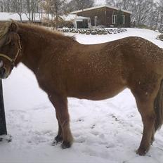 Islænder Röskva fra Skanderup (1992 - 2014)
