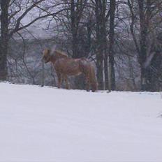 Islænder Röskva fra Skanderup (1992 - 2014)