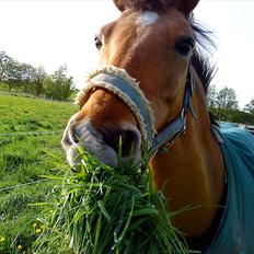 New Forest Baroc "min datters"