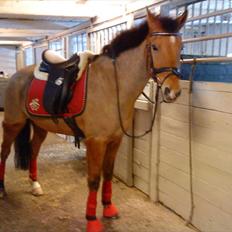 New Forest Baroc "min datters"