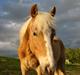 Haflinger Anton Stenbek