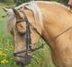 Haflinger Nassau