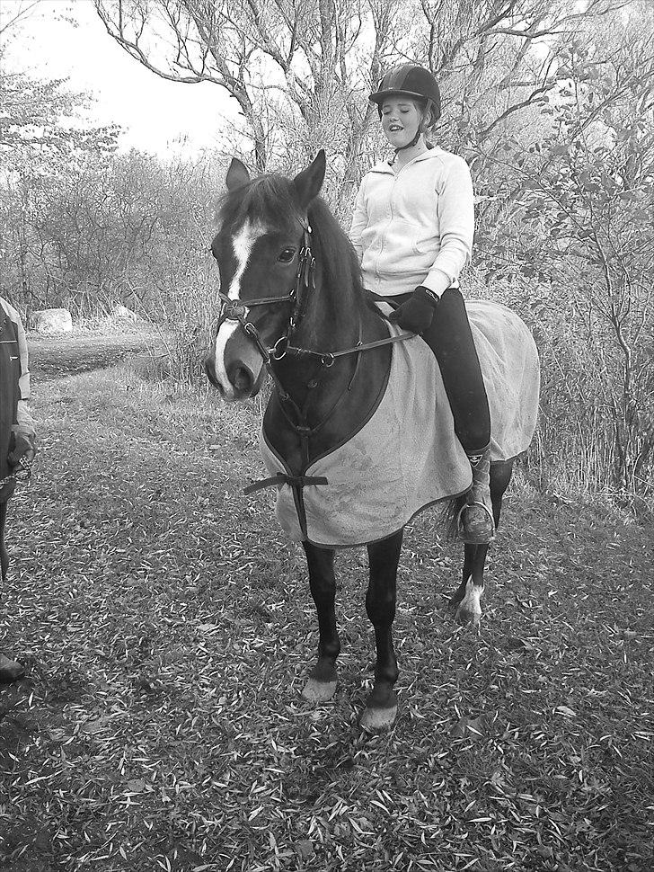 Anden særlig race Patrick GL. Part SAVNET<3 - I skoven (: billede 11