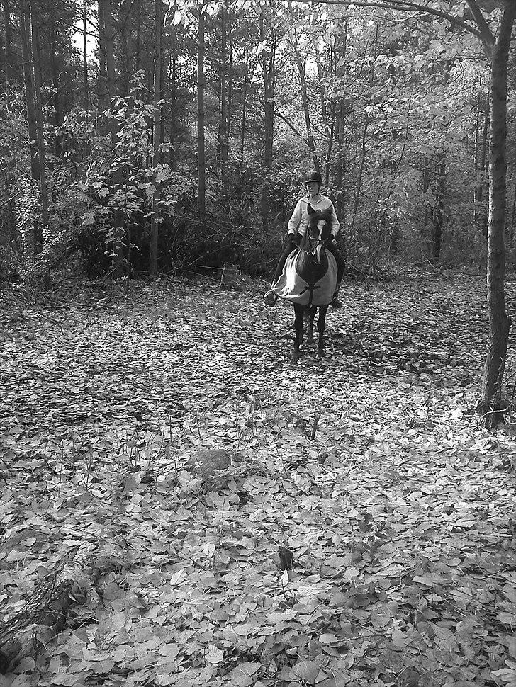 Anden særlig race Patrick GL. Part SAVNET<3 - smuk Pony (; billede 12