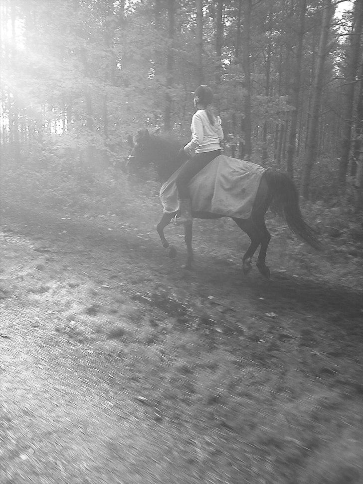 Anden særlig race Patrick GL. Part SAVNET<3 - Hidsig Prop:) billede 13