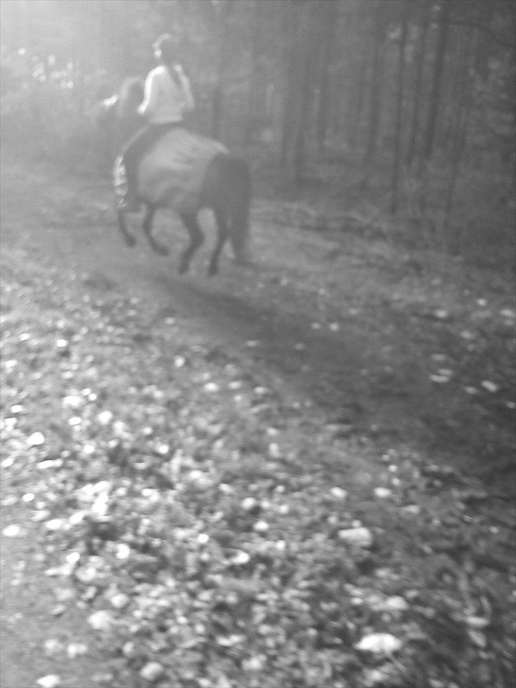 Anden særlig race Patrick GL. Part SAVNET<3 - Galop(: billede 14